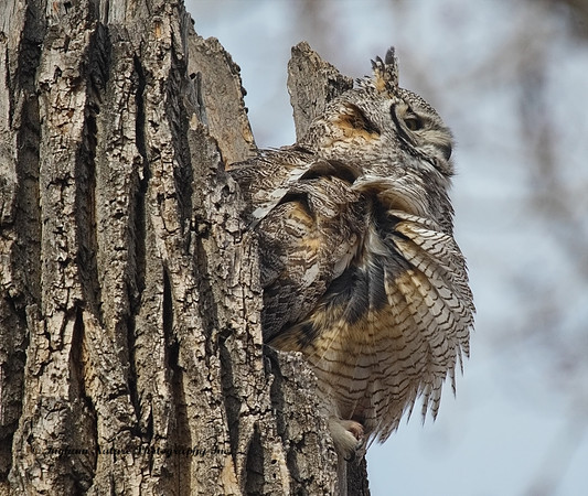 Great Horned Owl - Female