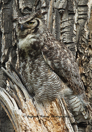 Great Horned Owl - Female