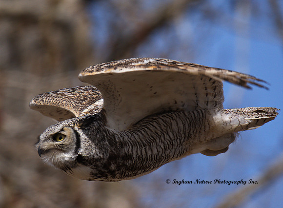 Great Horned Owl - Male
