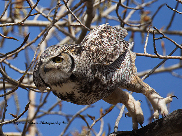 Great Horned Owl - Male