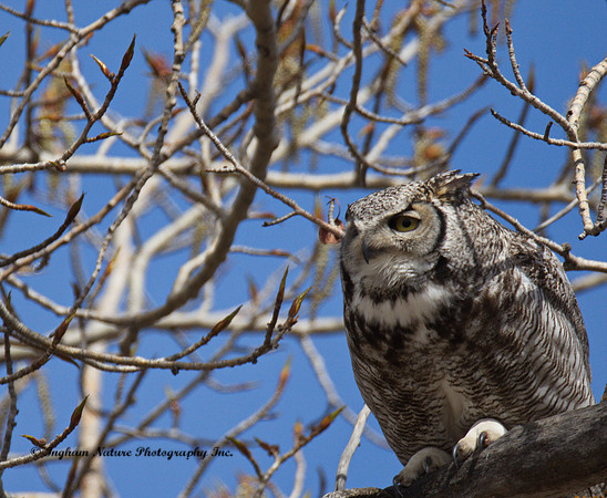 Great Horned Owl - Male