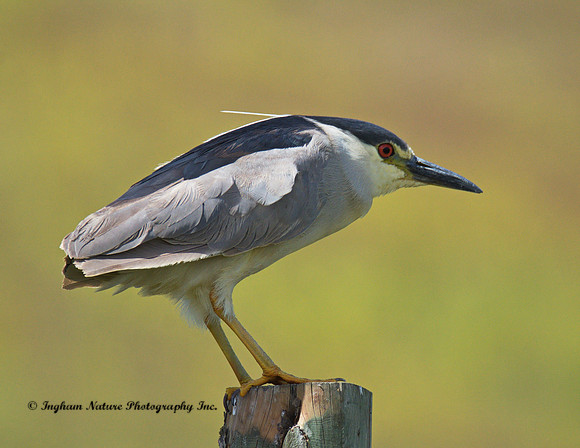 Black Crowned Night Heron