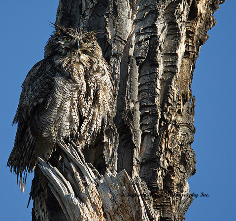 Great Horned Owl - Female