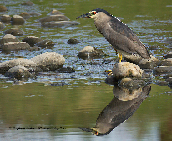Black Crowned Night Heron