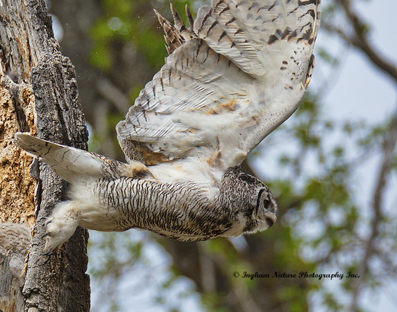 Great Horned Owl - Female