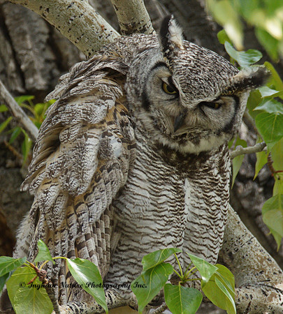 Great Horned Owl - Male