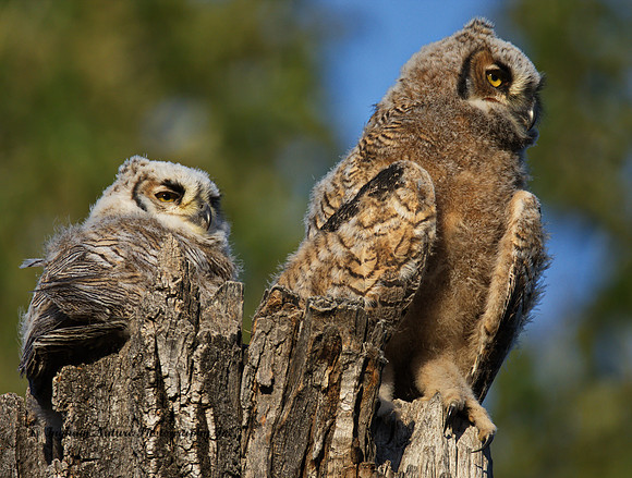Great Horned Owl - Owlets (2)