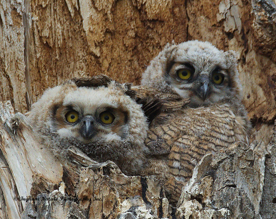 Great Horned Owlets