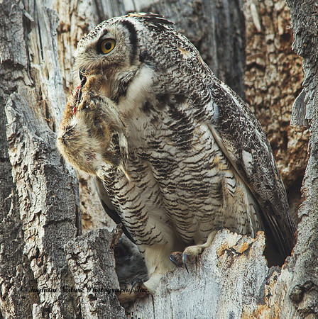 Great Horned Owl - Female