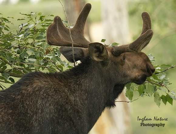 Moose - Male