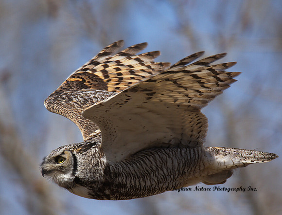 Great Horned Owl - Male
