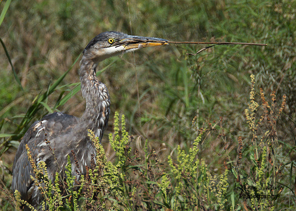 Great Blue Heron - Juvenile