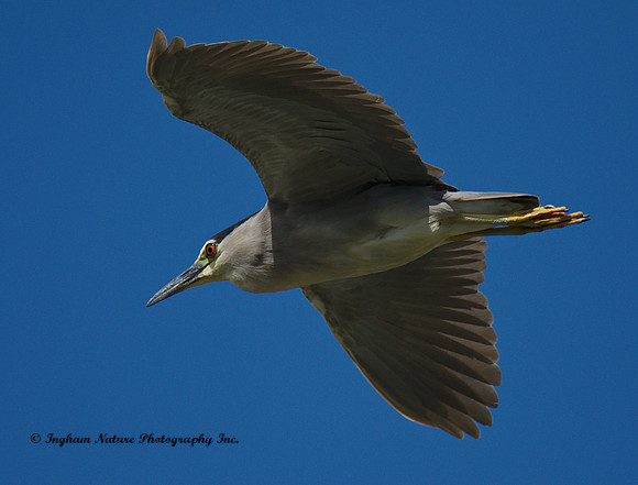 Black Crowned Night Heron