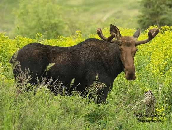 Moose - Male