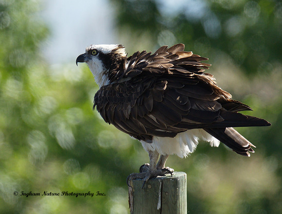 Osprey - Female