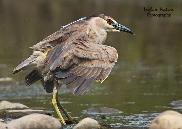 Black Crowned Night Heron