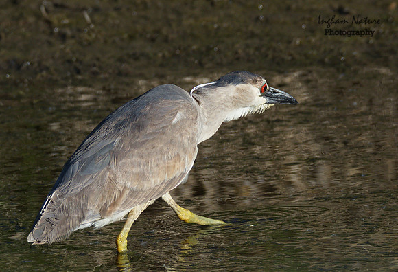 Black Crowned Night Heron