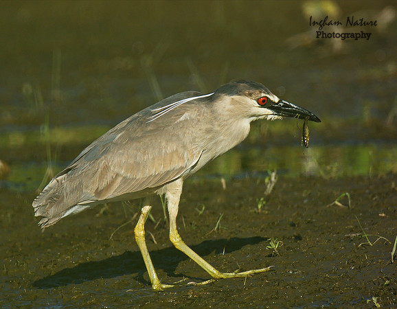 Black Crowned Night Heron