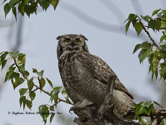 Great Horned Owl - Male
