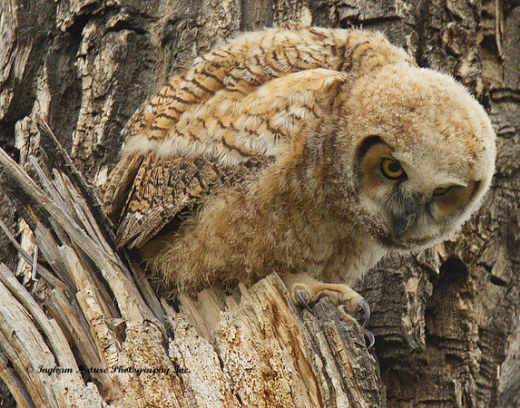 Great Horned Owlet