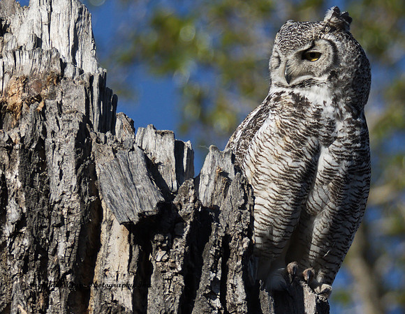 Great Horned Owl - Female