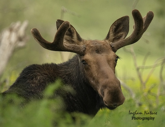 Moose - Male