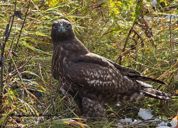 Red Tail Hawk - Juvenile