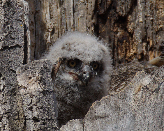 Great Horned Owl - Owlet