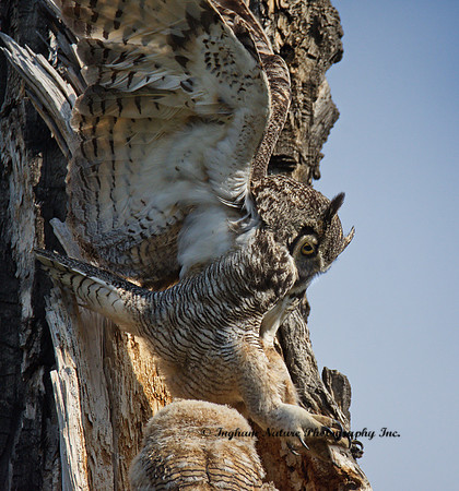 Great Horned Owl - Female