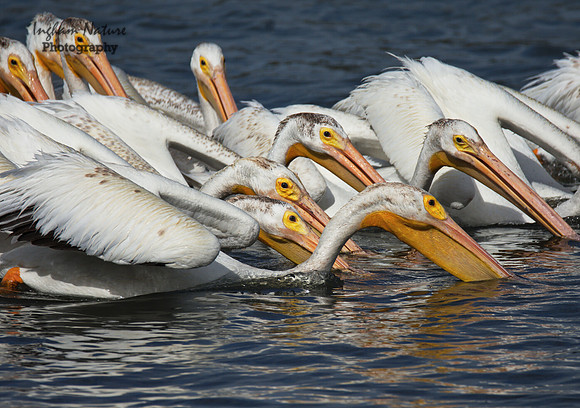 American White Pelicans