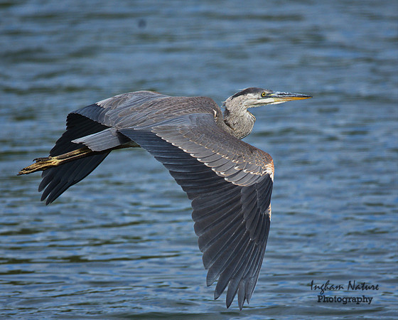 Great Blue Heron