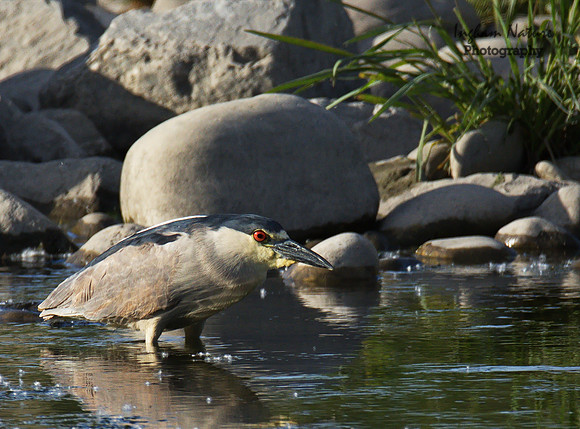 Black Crowned Night Heron