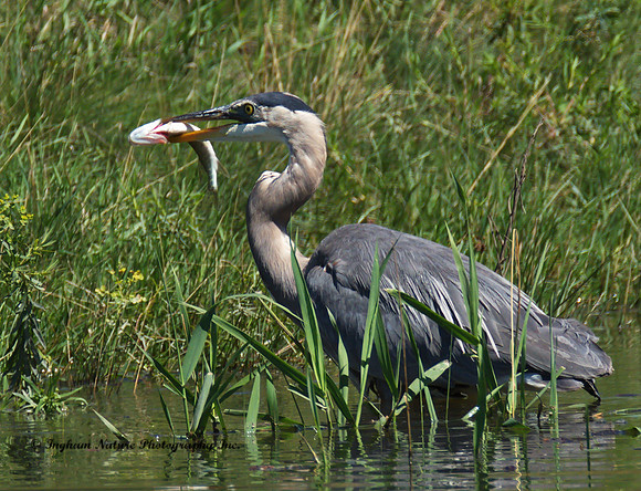 Great Blue Heron