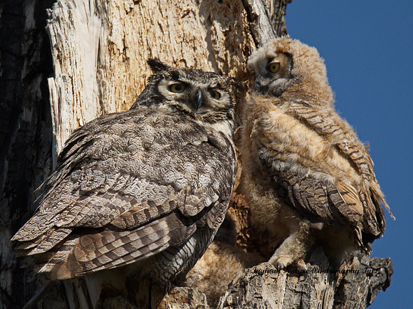 Great Horned Owl - Female & Owlet