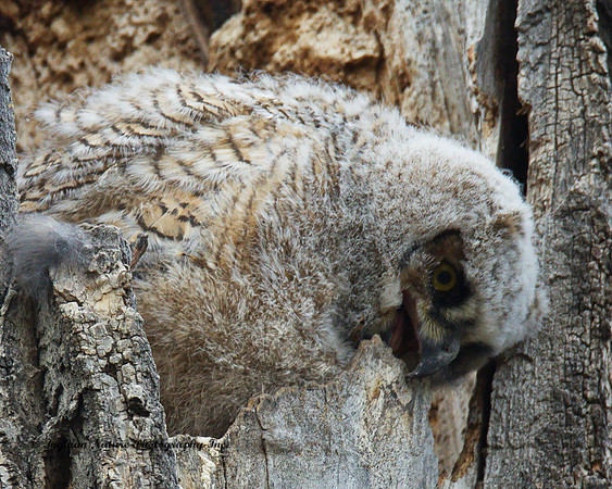 Great Horned Owl - Owlet