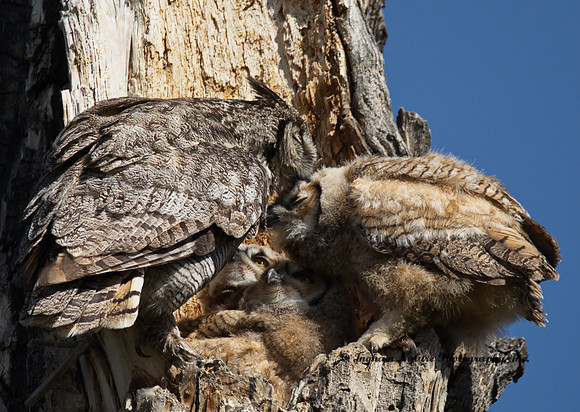 Great Horned Owl - Female & Owlets