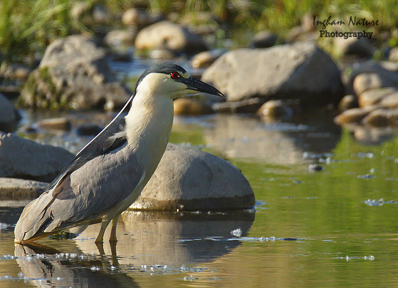 Black Crowned Night Heron
