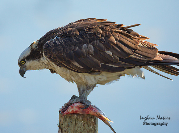 Osprey - Male
