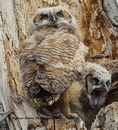 Great Horned Owlets