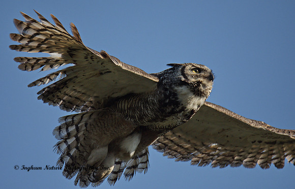 Great Horned Owl - Female