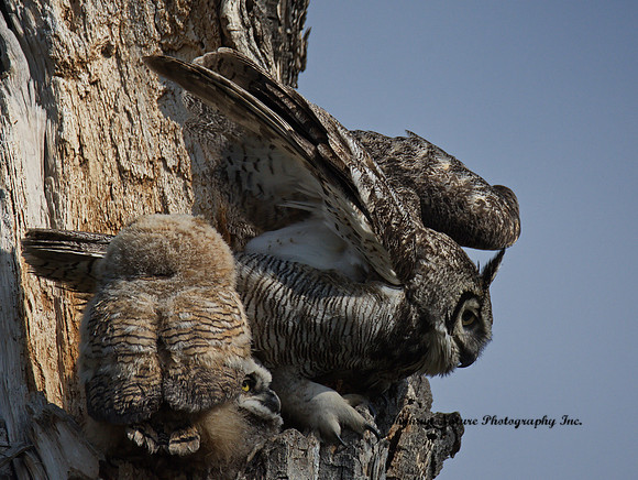 Great Horned Owl - Female & Owlet