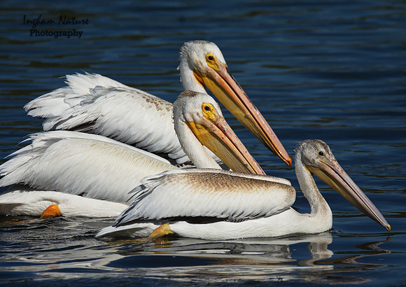 American White Pelicans
