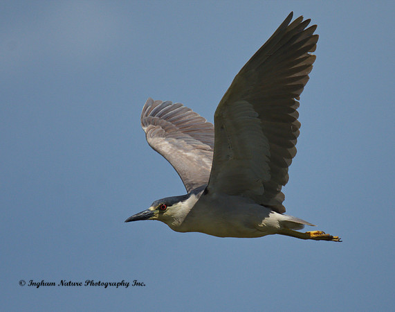 Black Crowned Night Heron