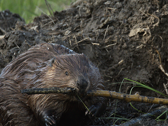 American Beaver