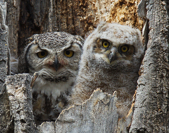Great Horned Owl - Female & Owlet