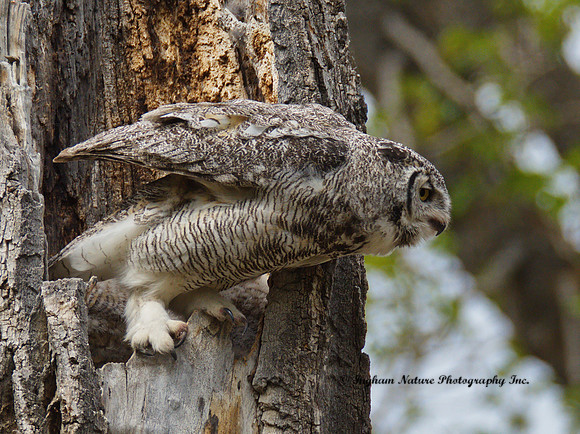 Great Horned Owl - Female