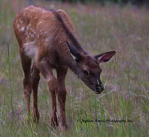 Elk - Calf