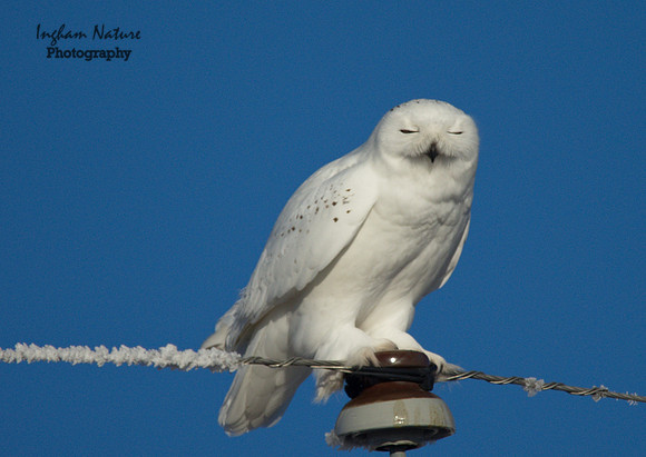 Snowy Owl