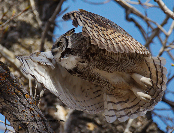 Great Horned Owl - Male