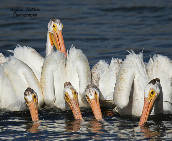 American White Pelicans